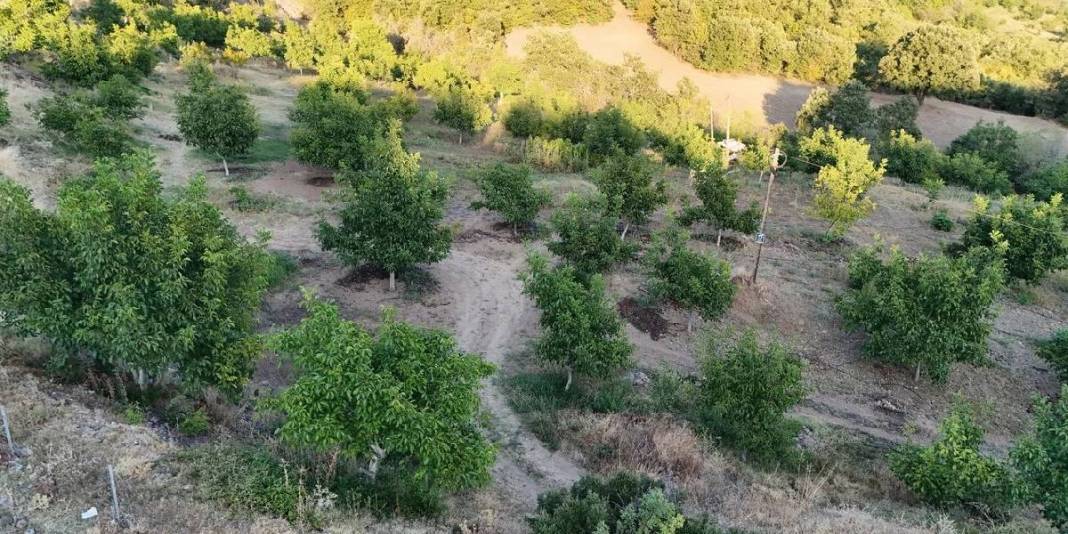 Don afetinin zararı %100’e ulaştı: 2400 tonluk üretim 24 tona kadar geriledi! 2